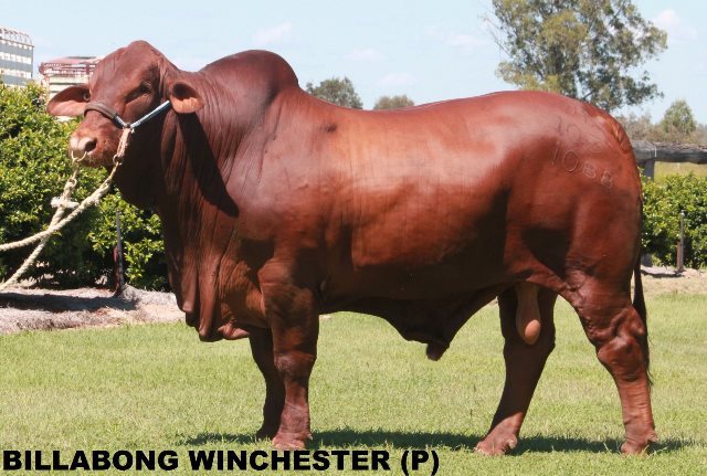 Billabong Winchester